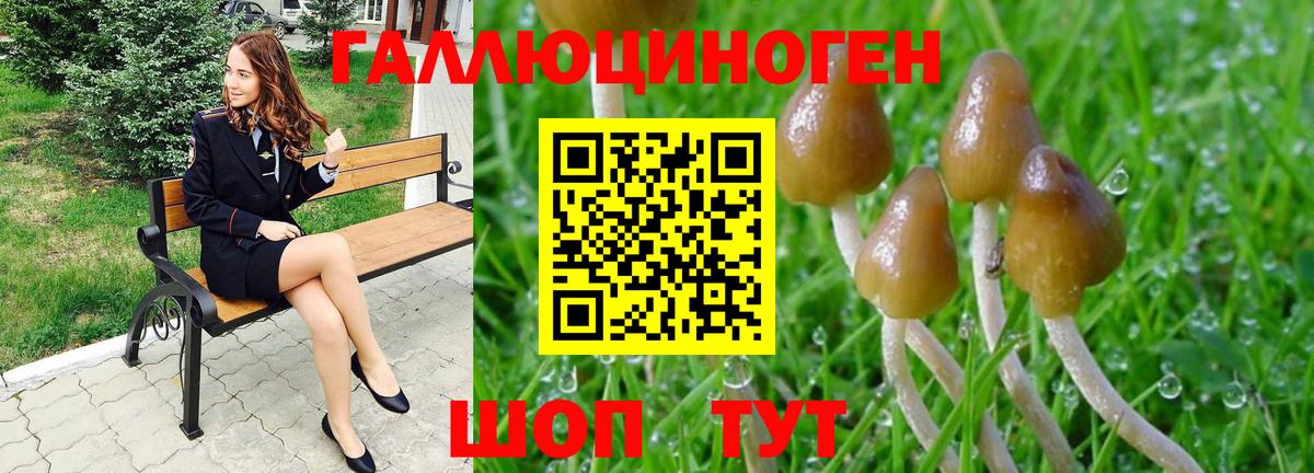 Галлюциногенные грибы Psilocybe Кропоткин